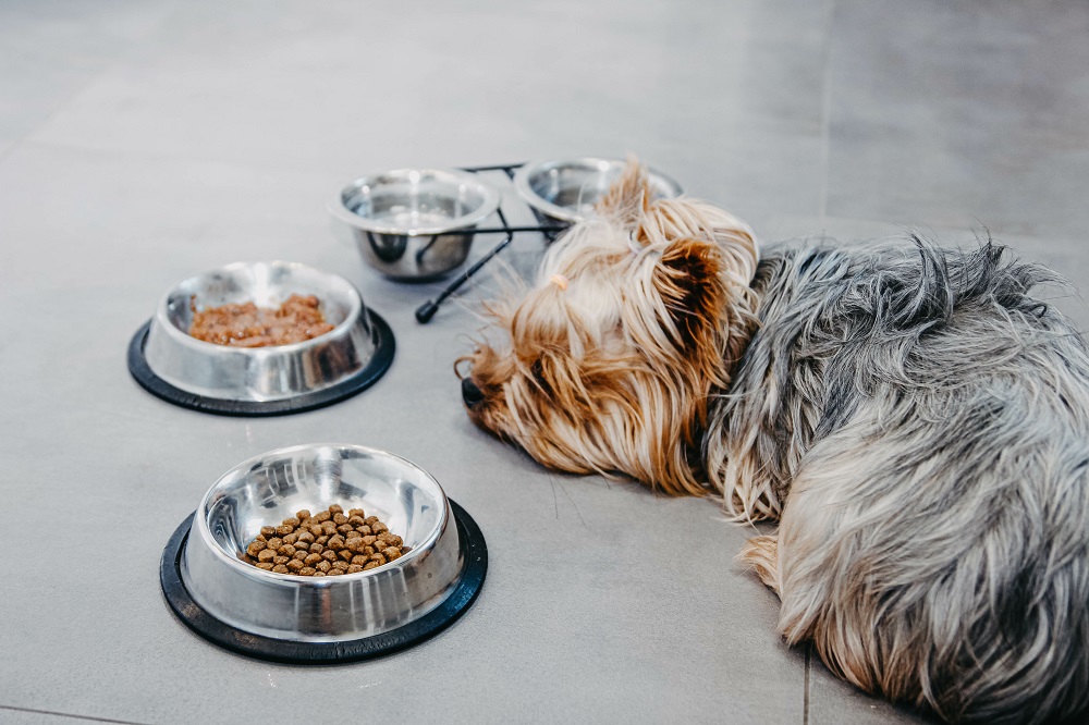 Un chien en pleine dépression qui refuse la nourriture