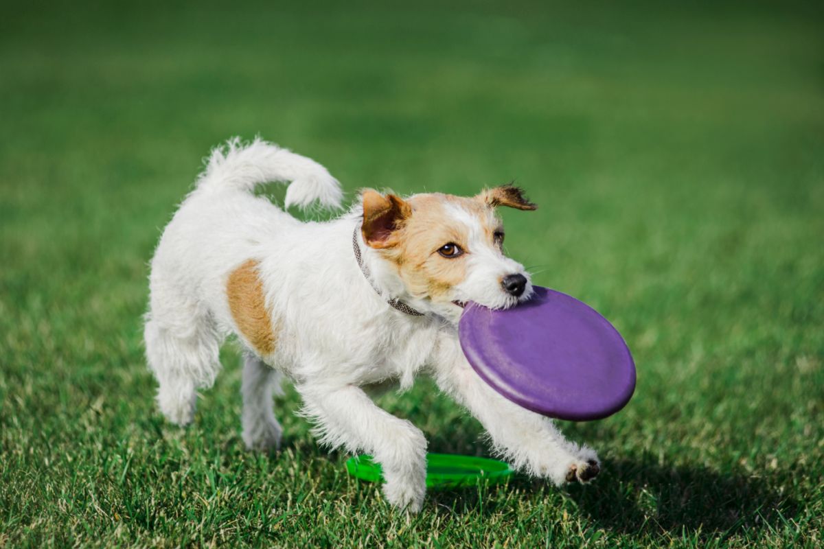 Parson Russell Terrier qui joue dans le parc