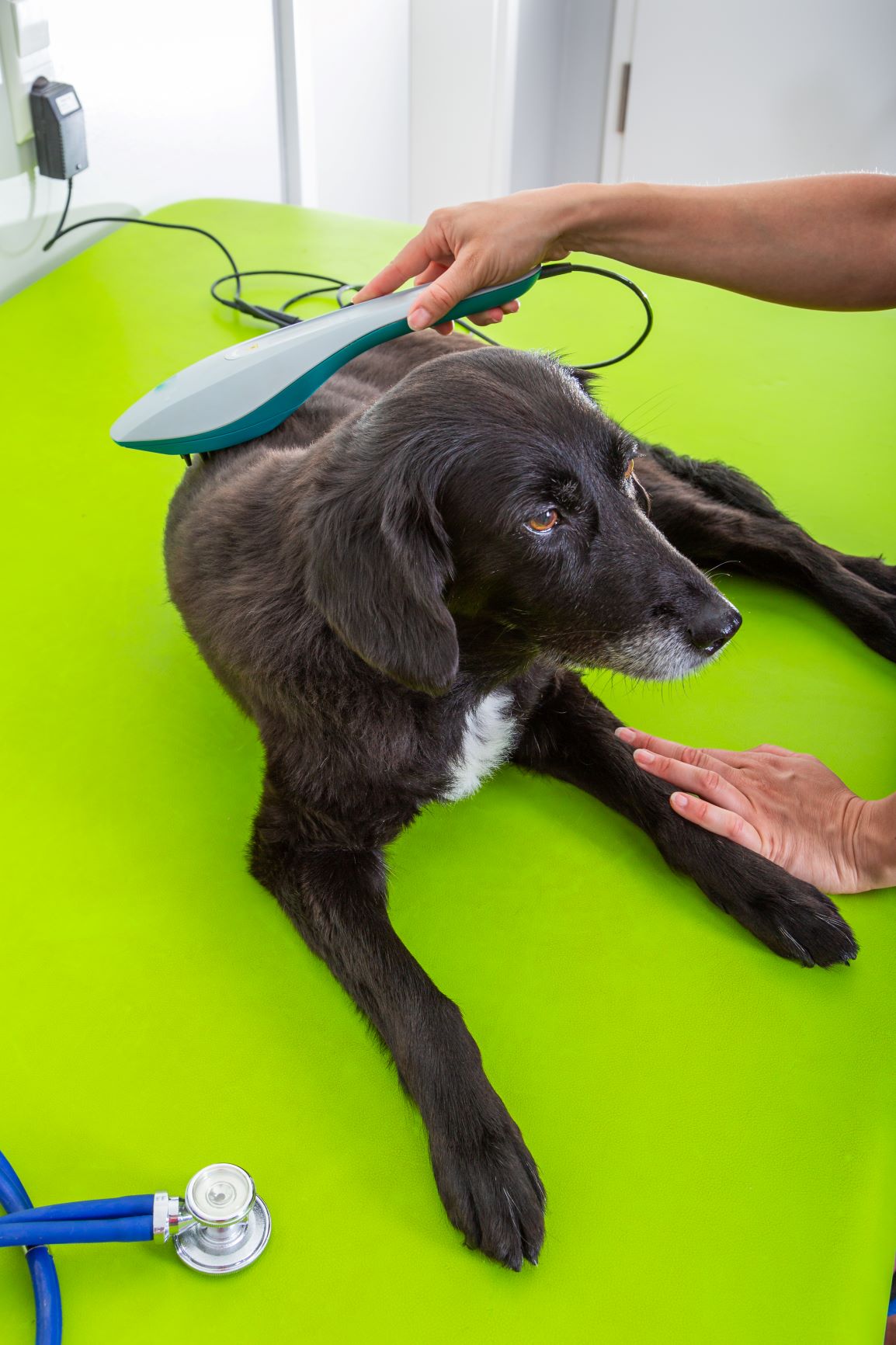 Le laser est une technique de physiothérapie pour chien