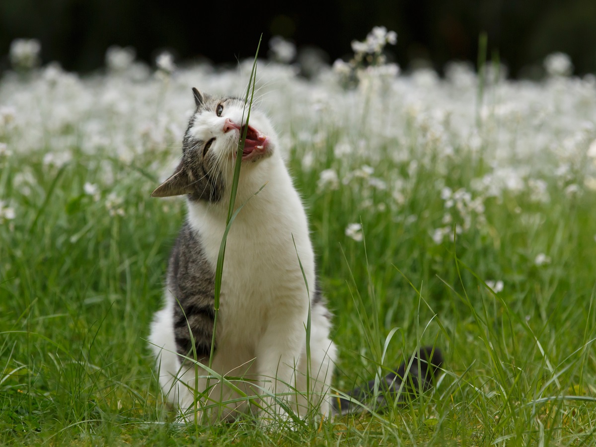 Un chat qui mange de l'herbe de souffre pas forcément de Pica