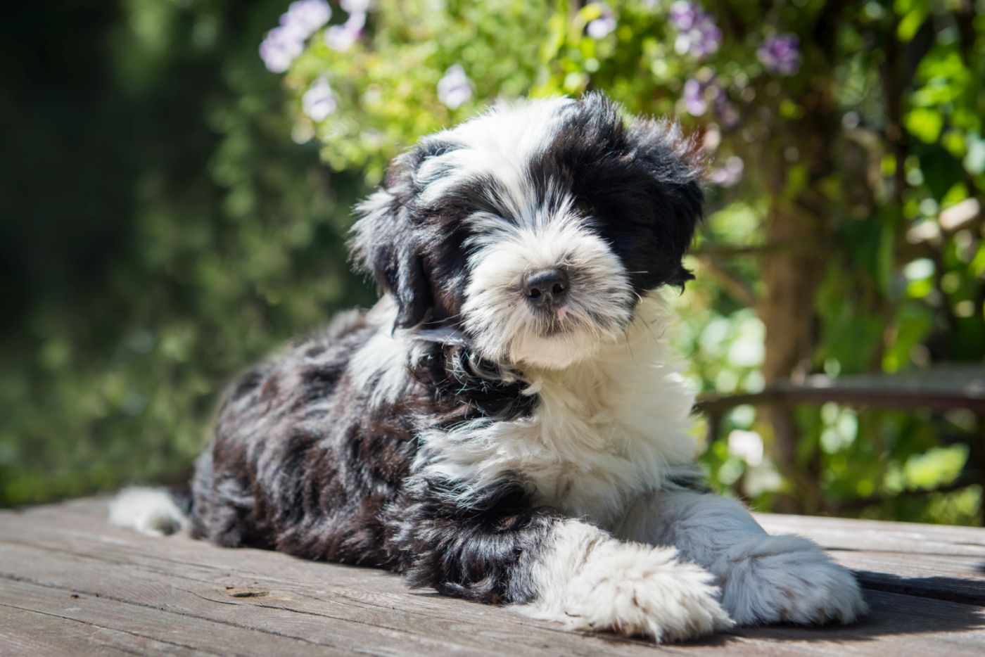 Un Terrier du Tibet bicolore