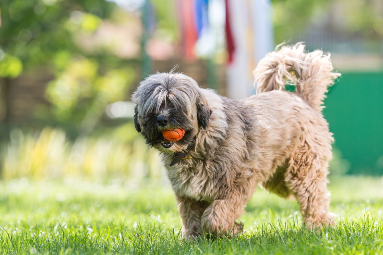 Un terrier du tibet joue avec une balle pour chien