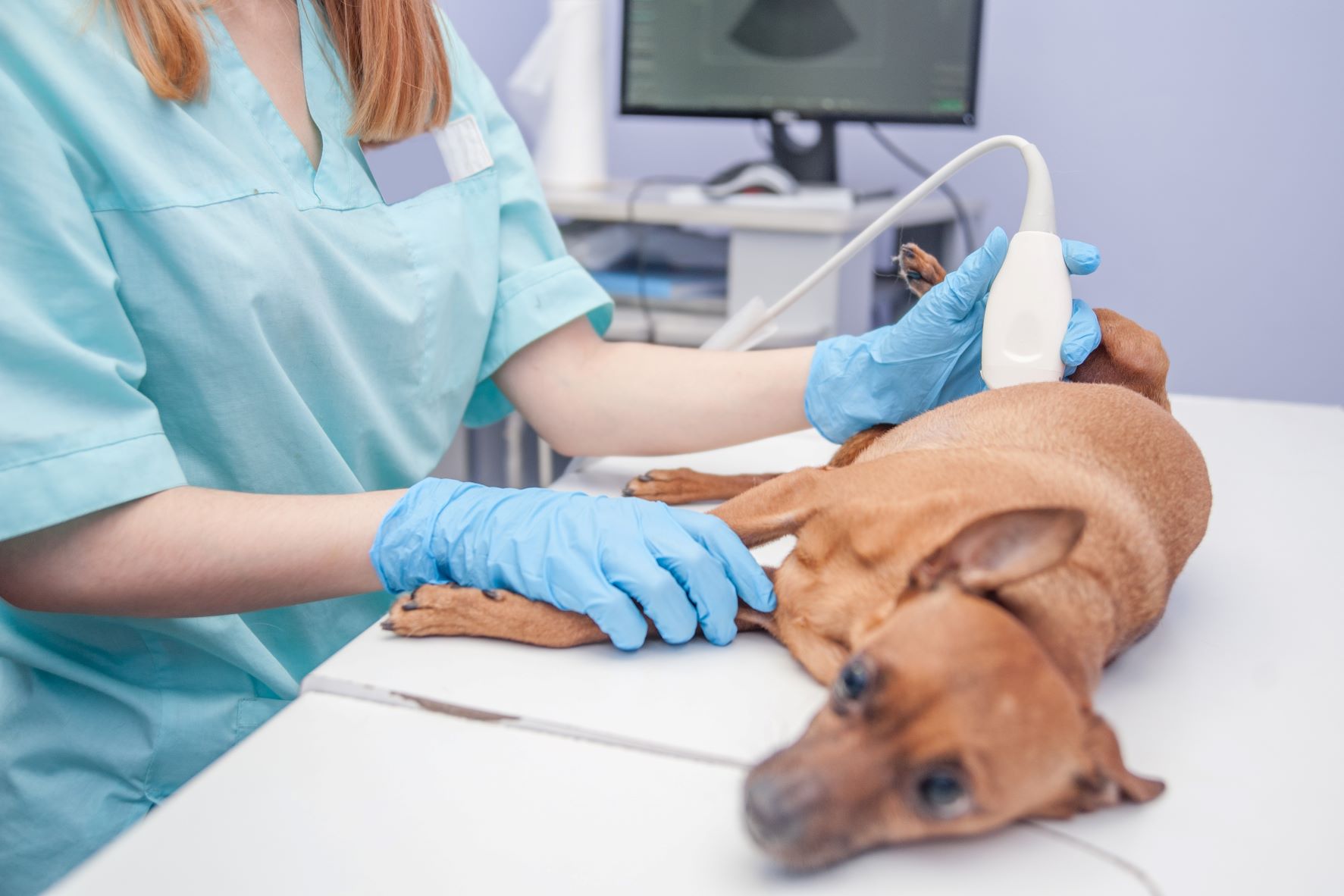 Tumeur mammaire détectée par échographie du chien