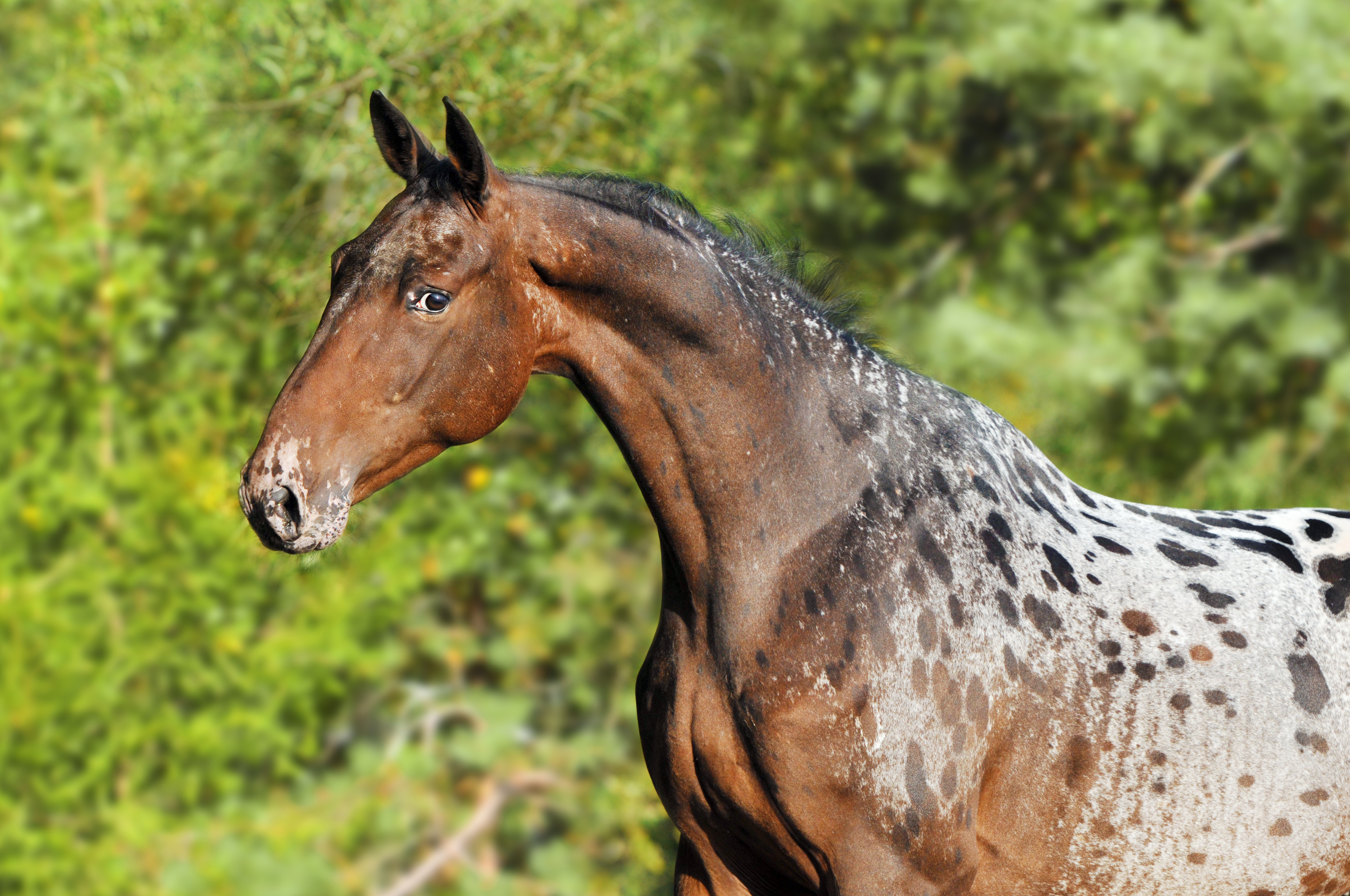 Appaloosa de prés