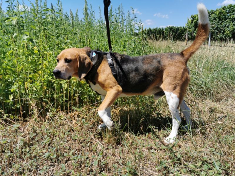 Un beagle harrier à la campagne