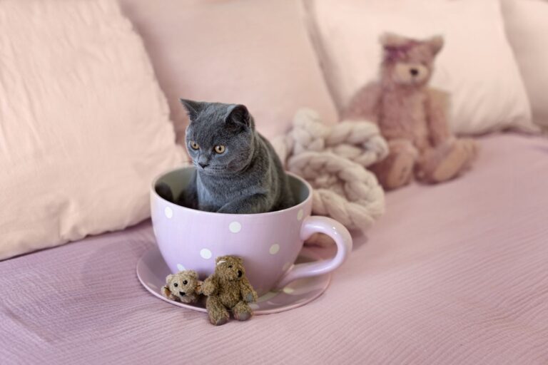 Un chat nain dans une tasse de thé