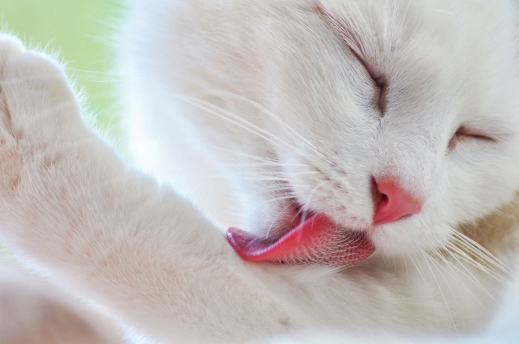 Chat qui se lèche beaucoup et perd ses poils : comment réagir ?