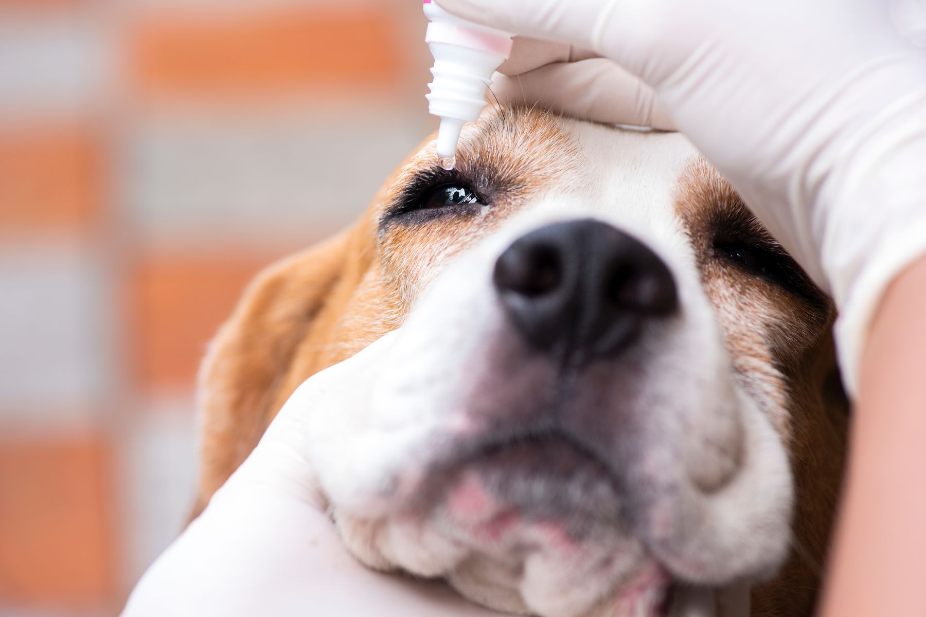 Le vétérinaire mets des gouttes dans les yeux du chien pour soigner le cherry eye