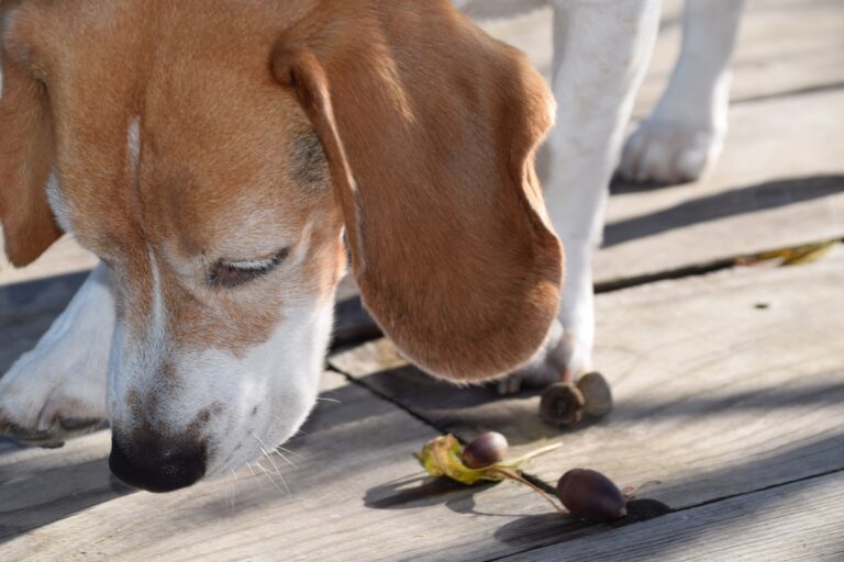 Le gland est toxique pour le chien à cause du tanin