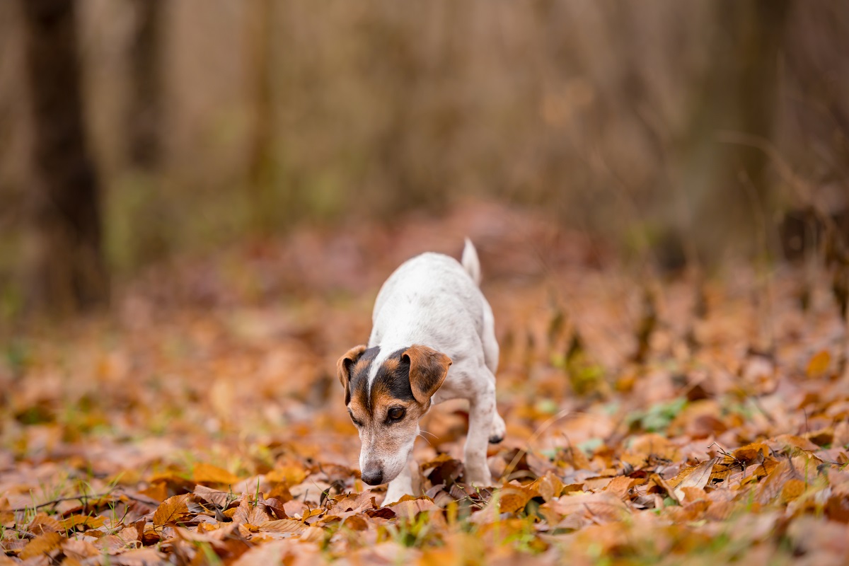 Prenez garde en automne : les glands sont toxiques pour les chiens