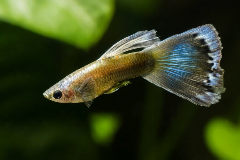 Un guppy mâle aux écailles jaunes