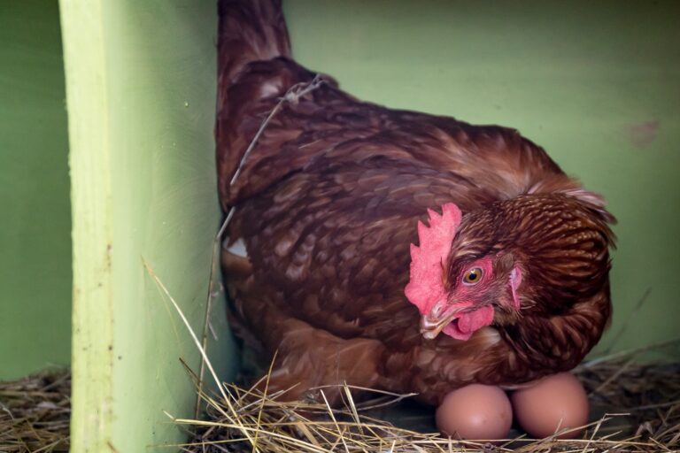 Une poule souffrant de mal de ponte