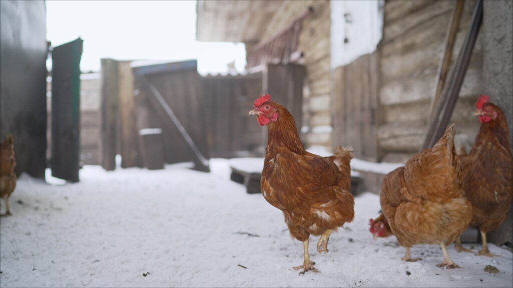 En hiver, le risque de mal de ponte est plus élevé chez vos poules