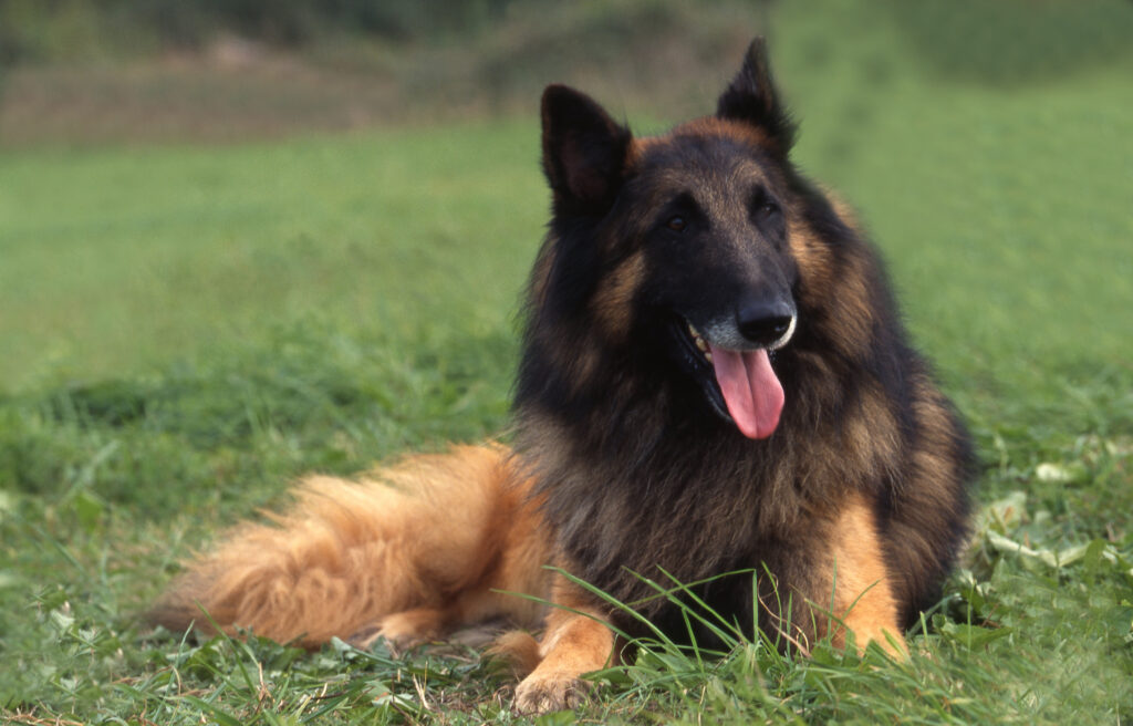 Un Berger Belge allongé dans l'herbe