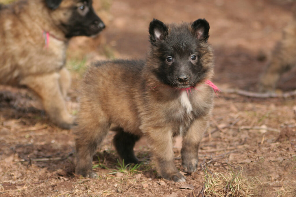 Un chiot berger belge Tervuren