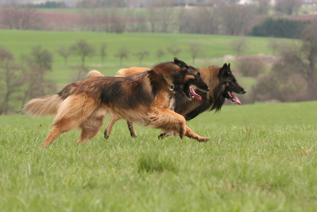 Deux bergers belges Tervueren en pleine course