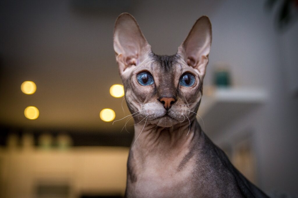 Gros plan sur la tête d'un chat sans poils