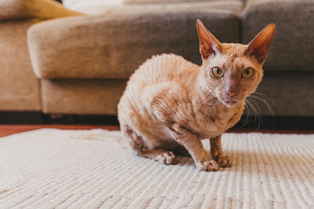 Le chat Peterbald existe avec ou sans poils