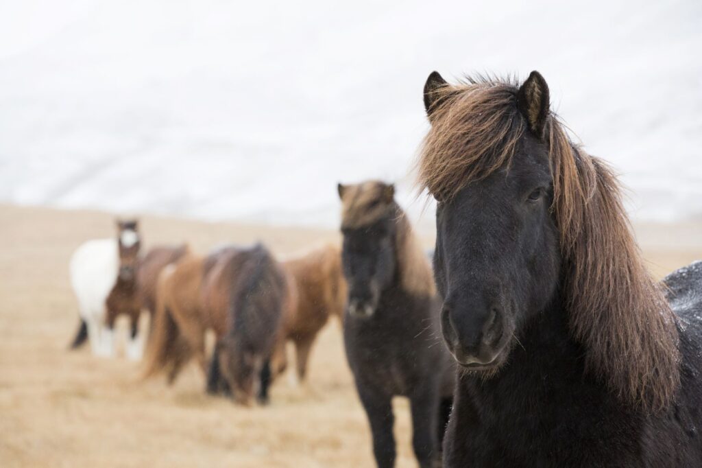 poney islandais noir