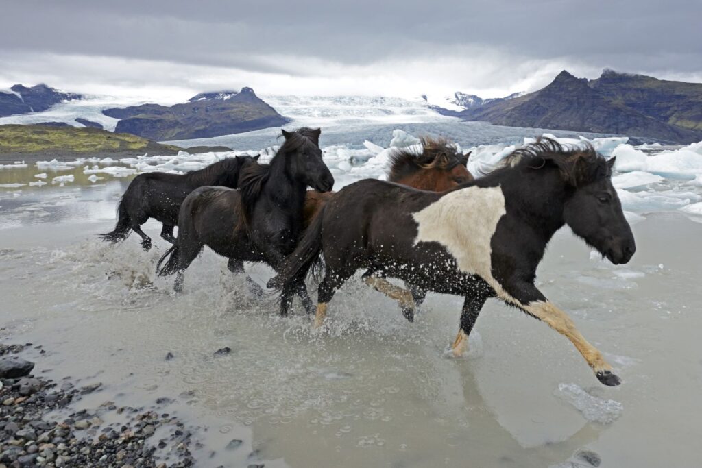 cheval islandais trot