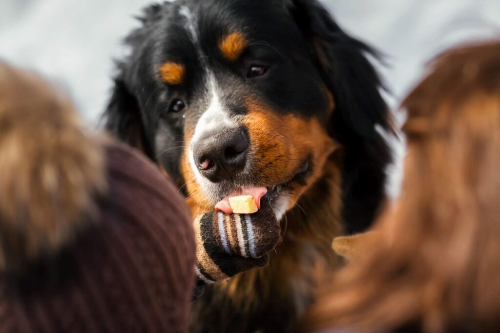 Le bouvier bernois est un excellent chien de famille