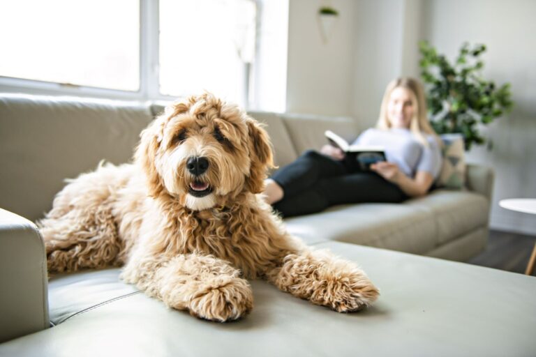 Le Labradoodle est un chien croisé