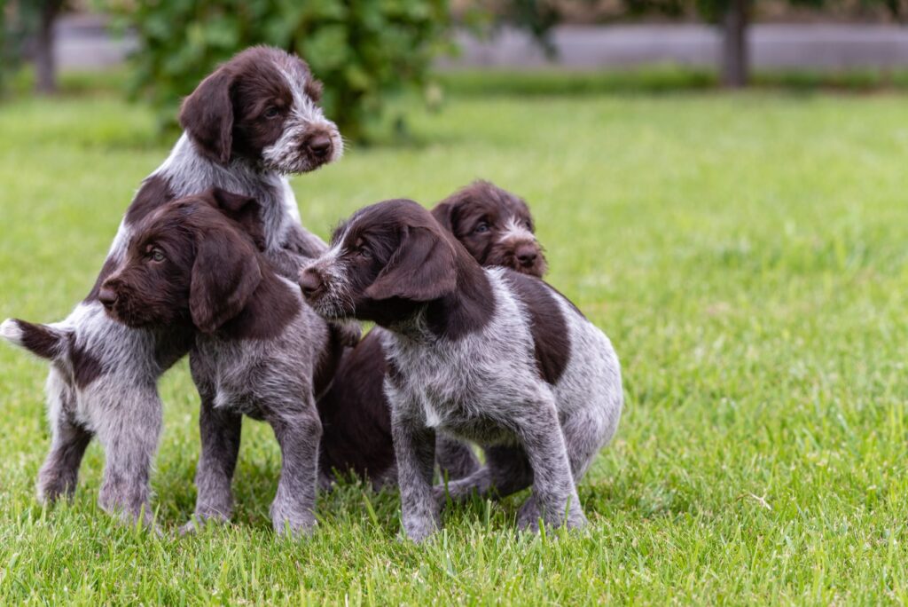 Des chiots Drahthaar