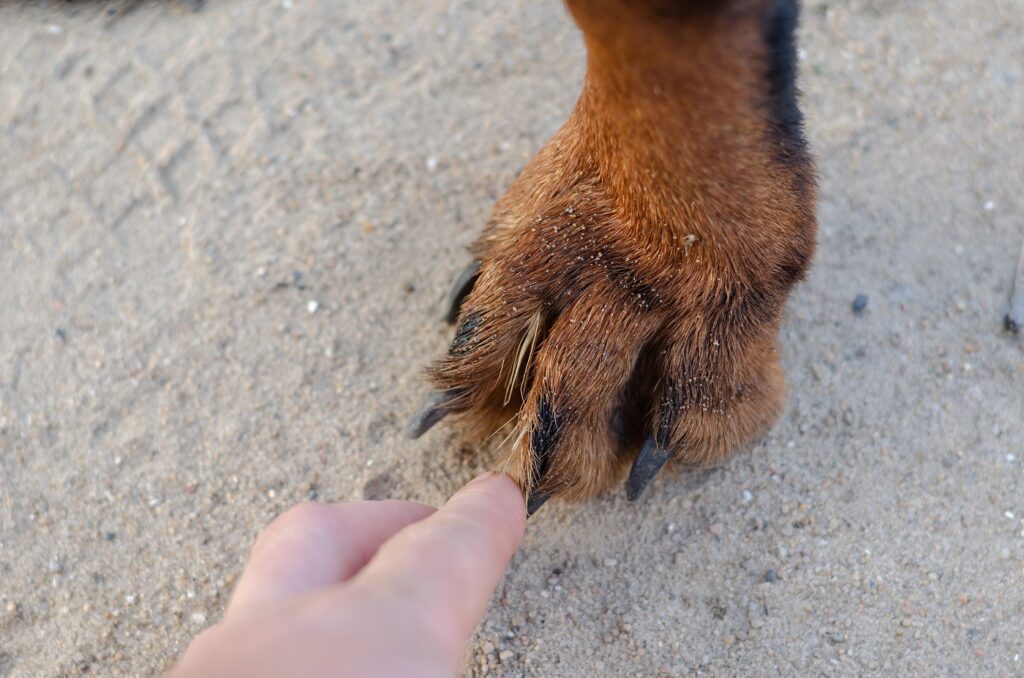 Épillet chez le chien : quels sont les dangers pour sa santé