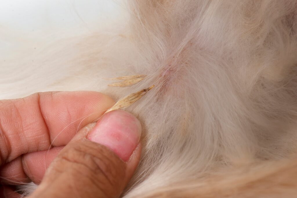 L'épillet s'agrippe facilement au poils du chien