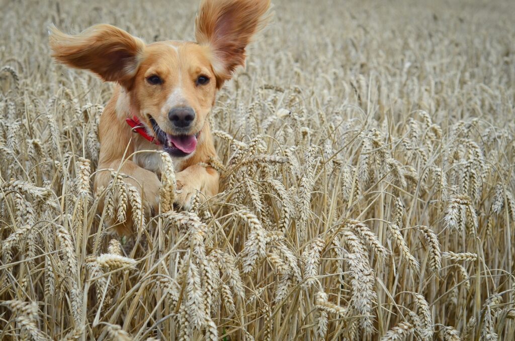 Un chien peut attraper des épillets en courant dans des cultures de céréales