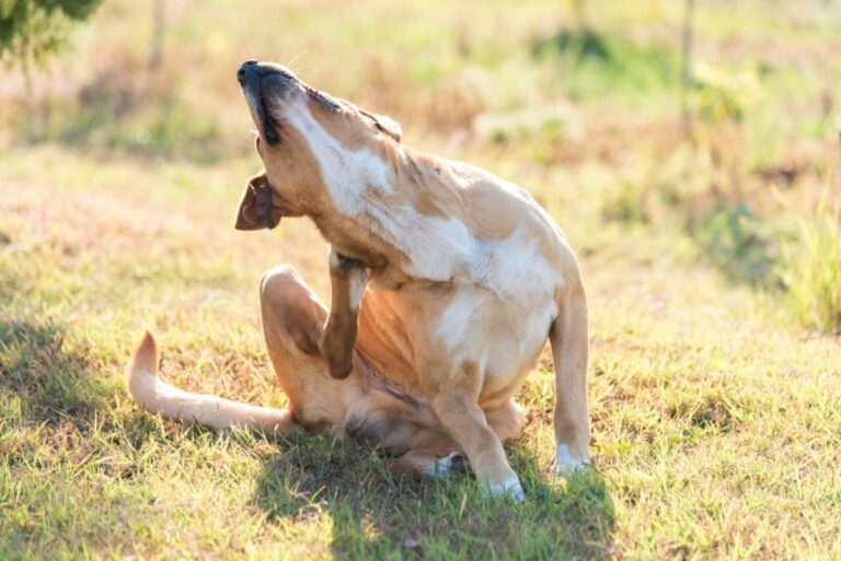 La gale chez le chien se caractérise par des irritations intenses