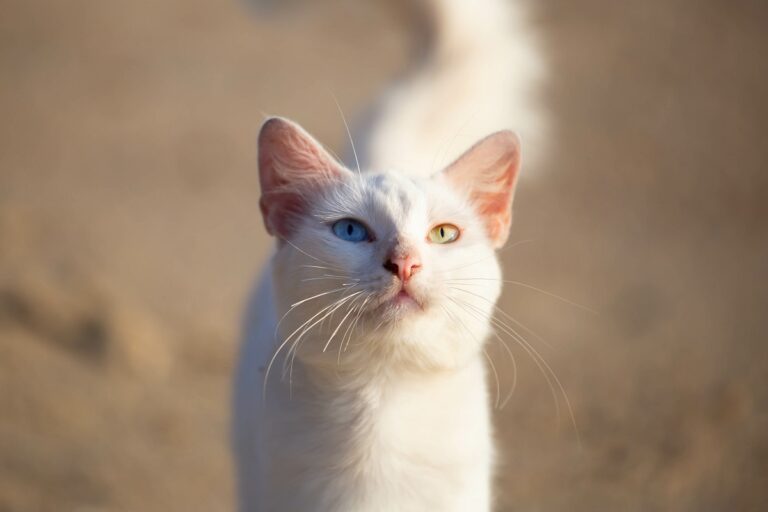 Les Khao Manee sont des chats thaïlandais blancs aux yeux vairons