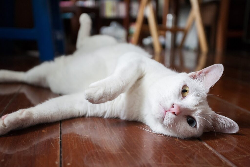 Chat Khao Manee allongé sur le parquet