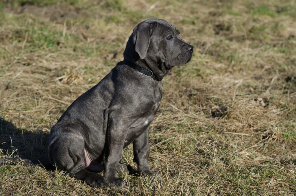 Un chiot Mätin de Naples