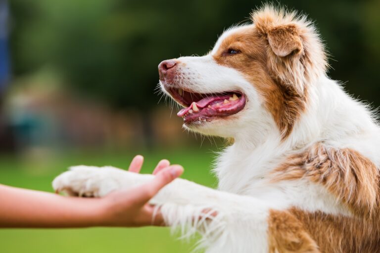 Un chien qui tend la patte à sa maîtresse