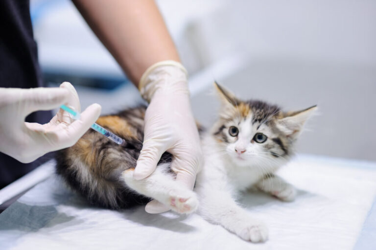 Rage chez le chat : la vaccination est vivement recommandée