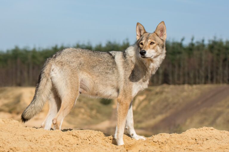 Un chien-loup Tamaskan