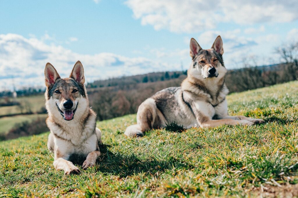 Deux Tamaskans dans la nature