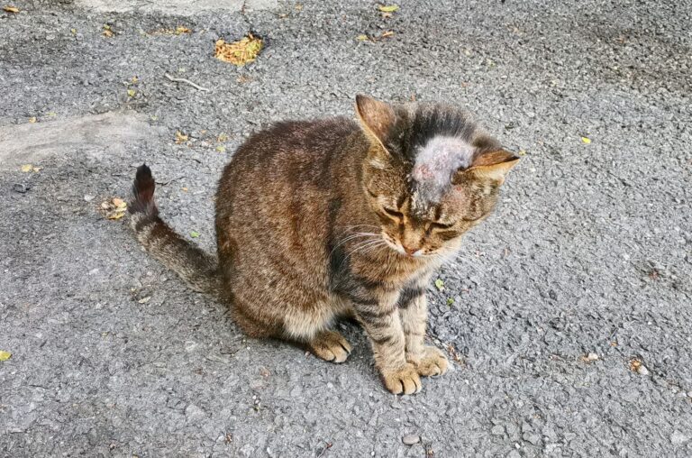 Un chat à la tête atteinte par la teigne