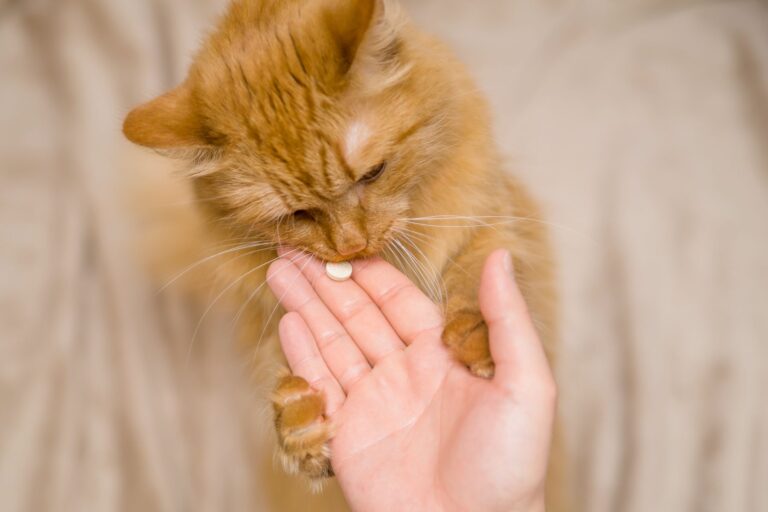 Un chat qui prend un antidouleur