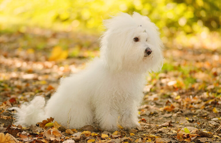 Bichon Bolonais : joli chien blanc