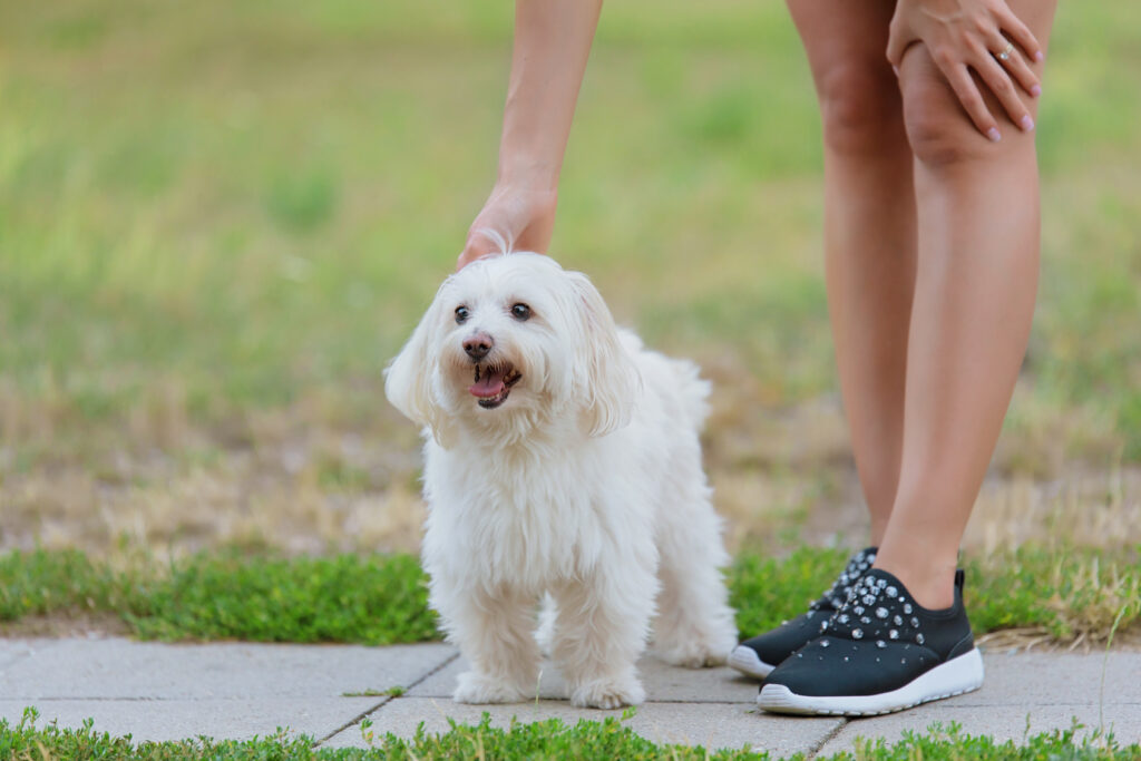 Un bichon bolonais et sa maîtresse