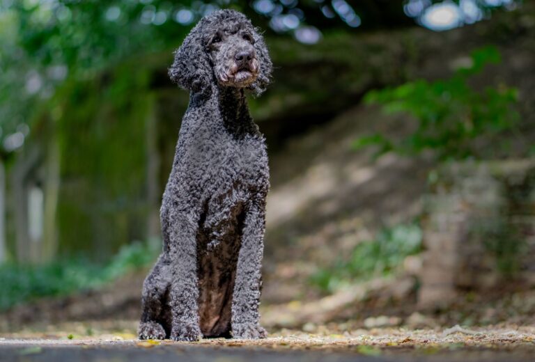 Un caniche royal au poil sombre