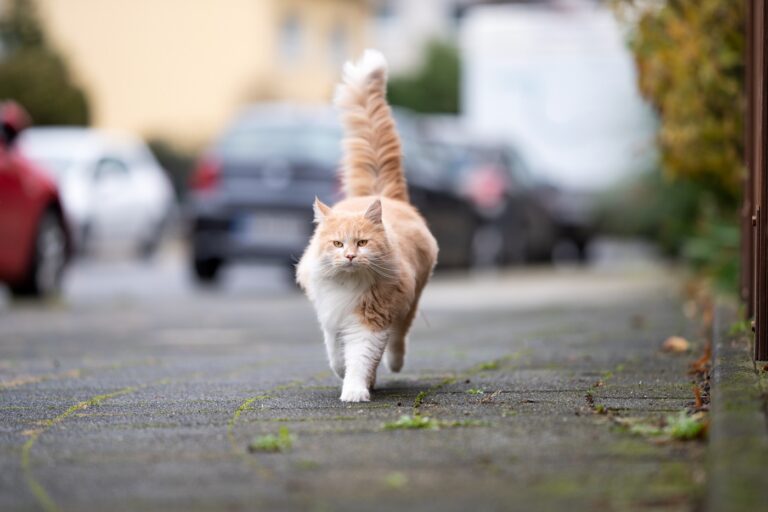 Un chat d'extérieur peut être écrasé dans la rue...