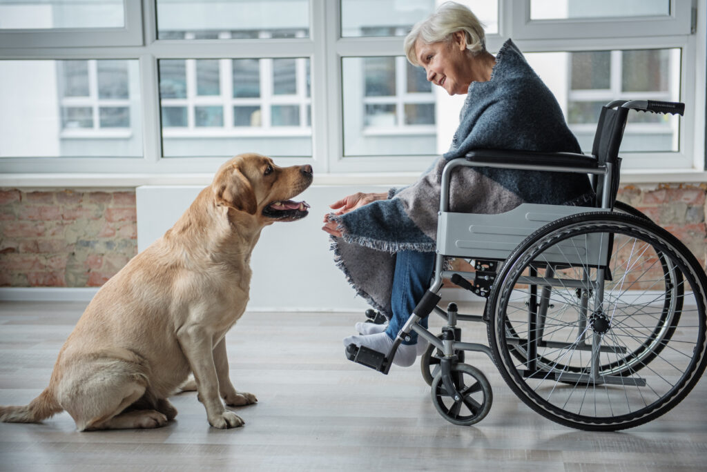 Un chien de thérapie avec une personne âgée