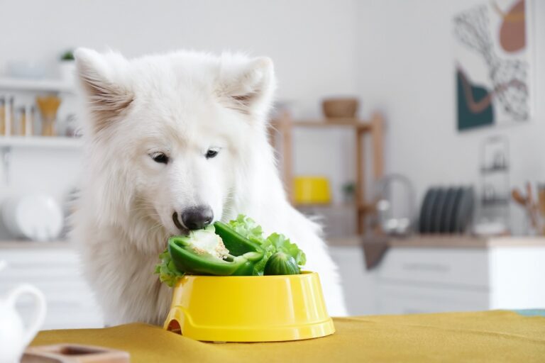 Un chien végan mange des légumes