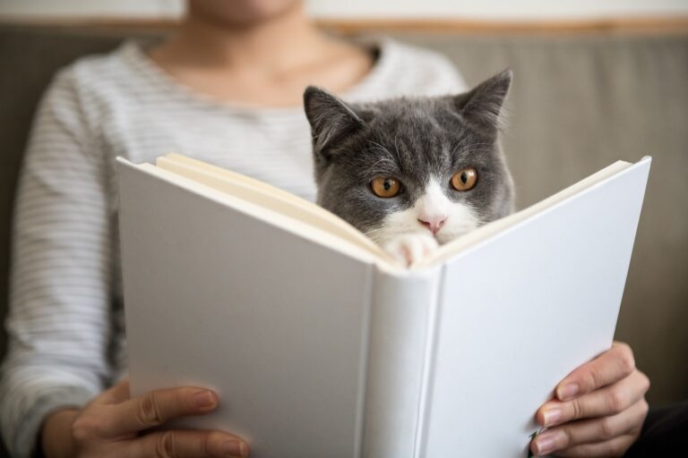 Un chat qui lit un livre de citations