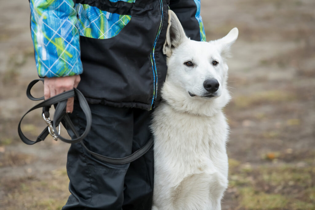 Un éducateur canin aide à améliorer la relation chien-maître