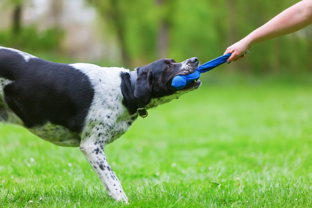 Un éducateur canin joue avec un chien