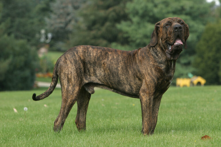 Un Fila Brasileiro en train de courrir